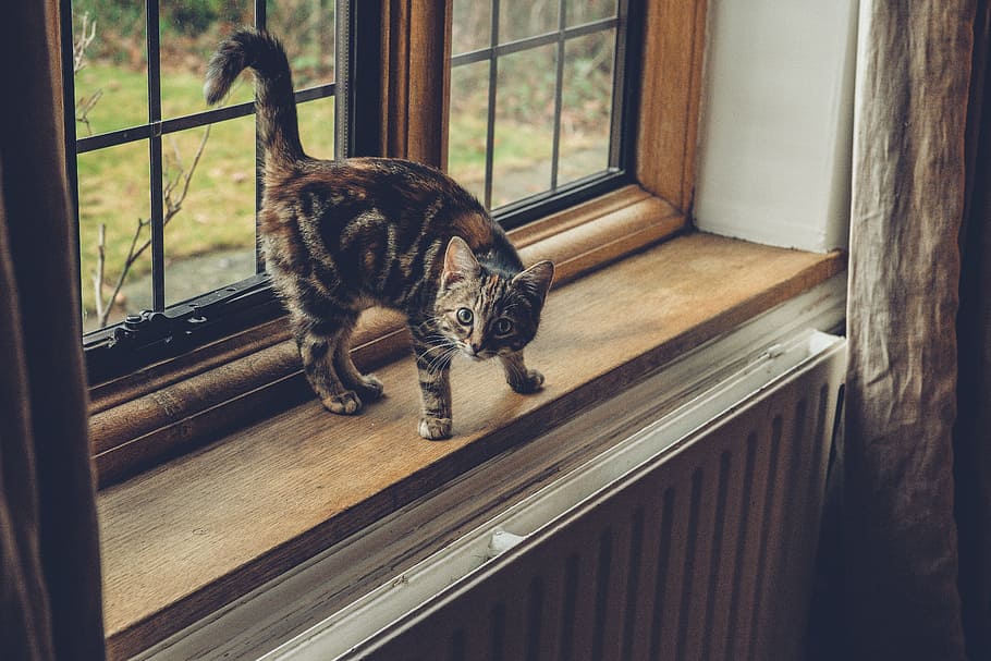 bullseye tabby cat on wooden surface, window, glass, frame HD wallpaper