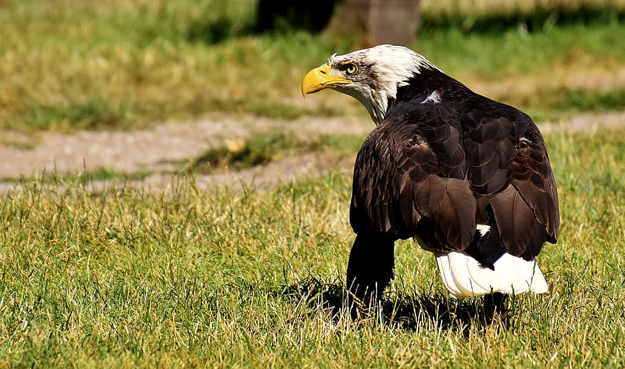 Adler, Bald Eagles, Bird, Raptor, bird of prey, bill, wildlife photography HD wallpaper