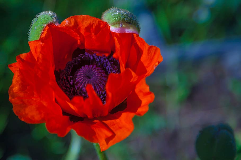 mack, red, flower, flowers, nature, dacha, flowering plant HD wallpaper