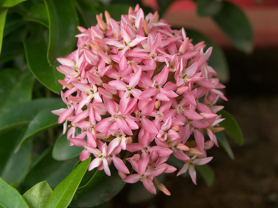 flower, petal, leaf, spring, nature, spring flowers, plant HD wallpaper