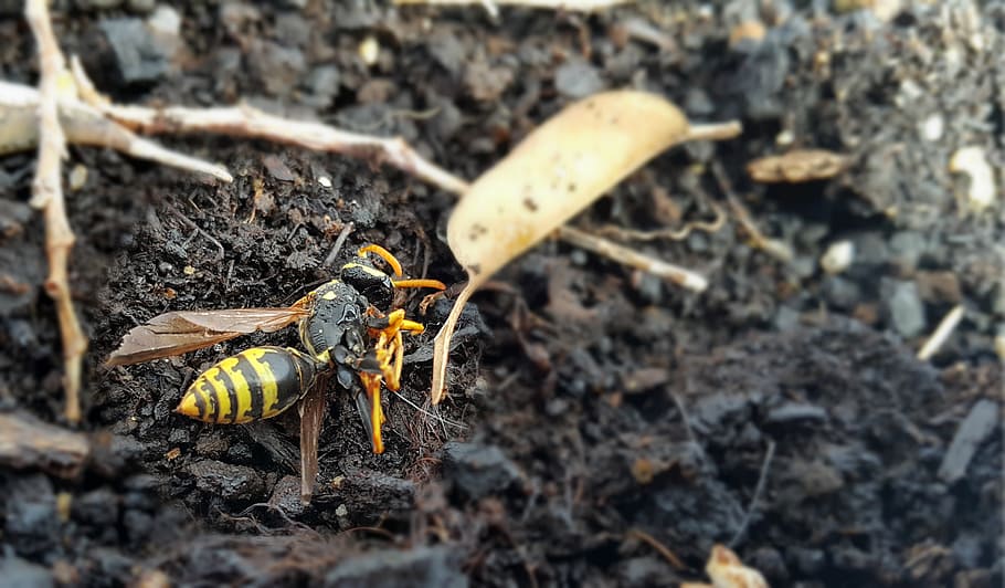 wasp, insect, death, animal themes, invertebrate, animal wildlife HD wallpaper