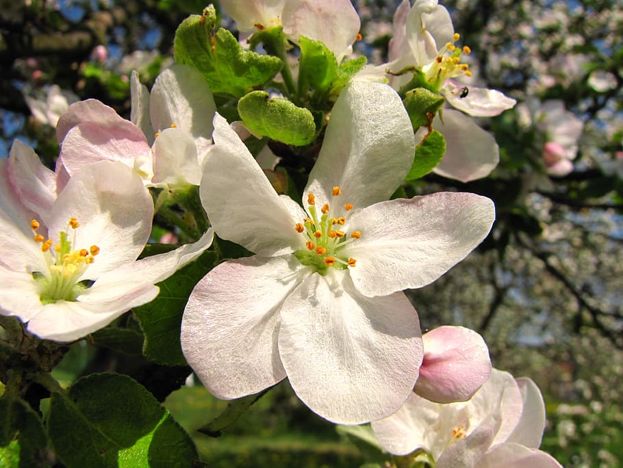 Flower, Apple, Spring, petal, freshness, blossom, close-up HD wallpaper