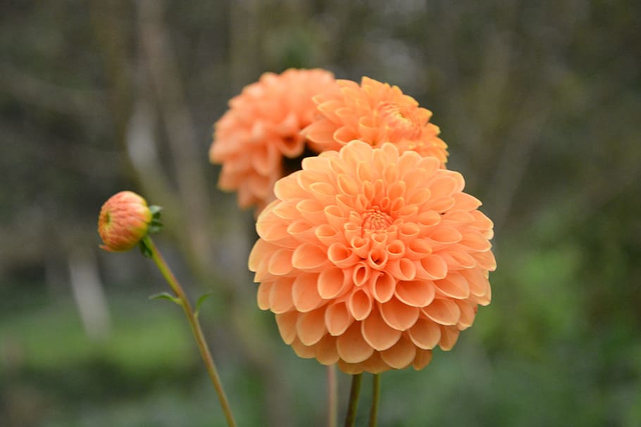 flower, pompom, color orange, bud flower, button flower, botany
