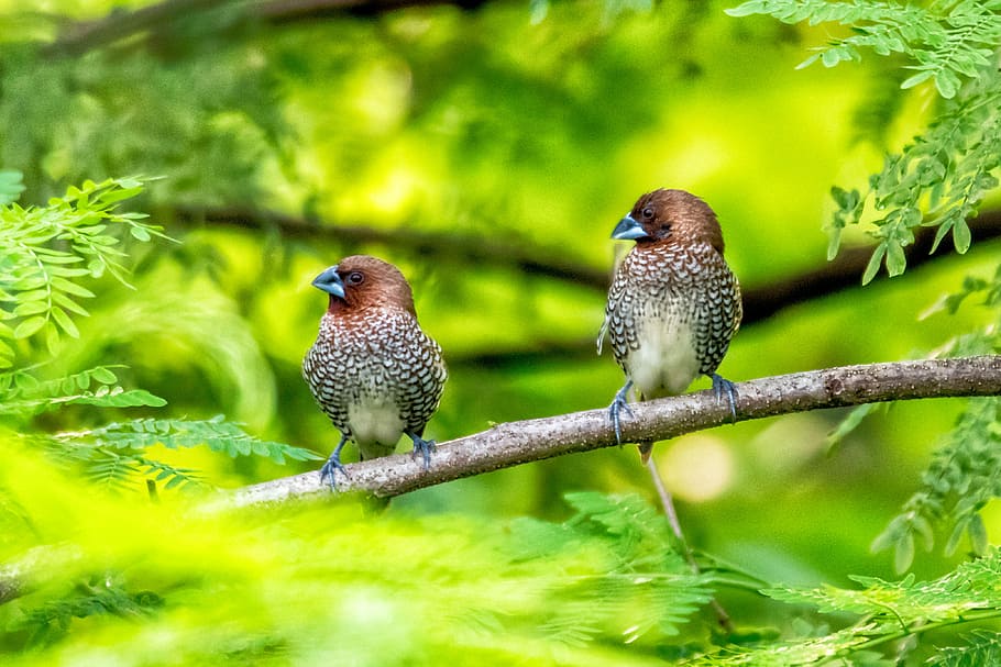 Scaly-breasted Munia., two brown and gray bird perching on branch