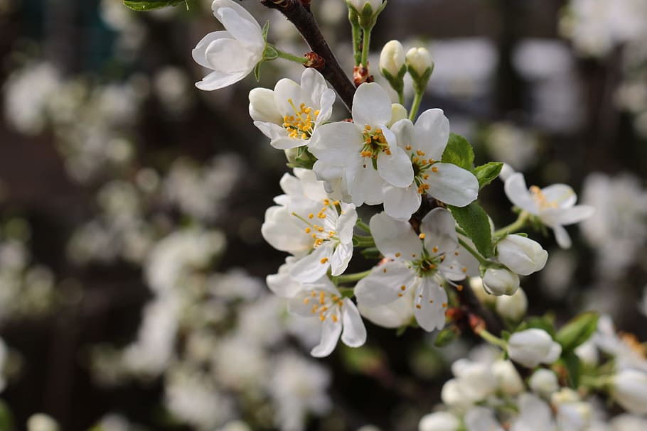 flowers, bloom, tree, spring, flowering trees, branch, nature HD wallpaper