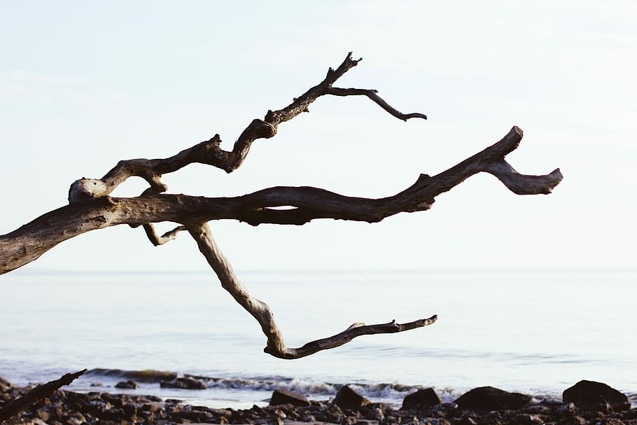 close up photography of driftwood near sea, driftwood near on seashore HD wallpaper
