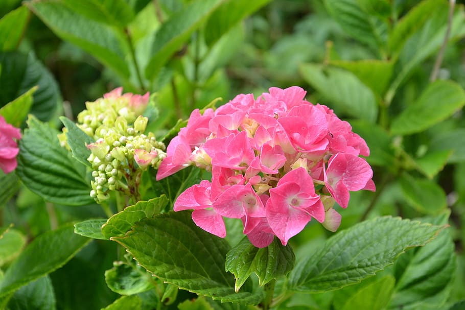 hydrangea, flower, garden, pink, nature, leaf, plant, summer HD wallpaper
