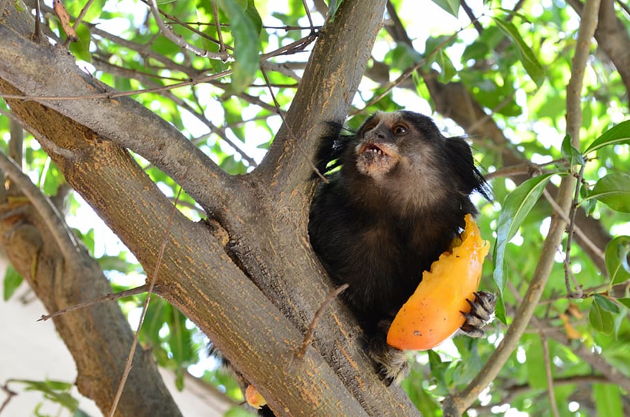 marmoset, monkey, food, persimmon, nature, animal, wildlife, HD wallpaper