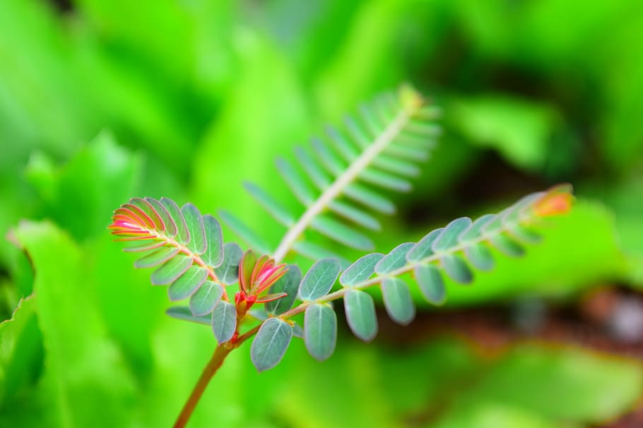 Fern, Leaf, Flora, fern-leaf, green, nature, plant, natural HD wallpaper