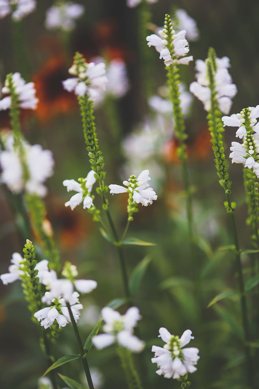 White little flowers, blooming, bright, field, flora, garden HD wallpaper