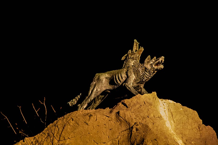 night, wolves, pair, dark, studio shot, black background, animal HD wallpaper