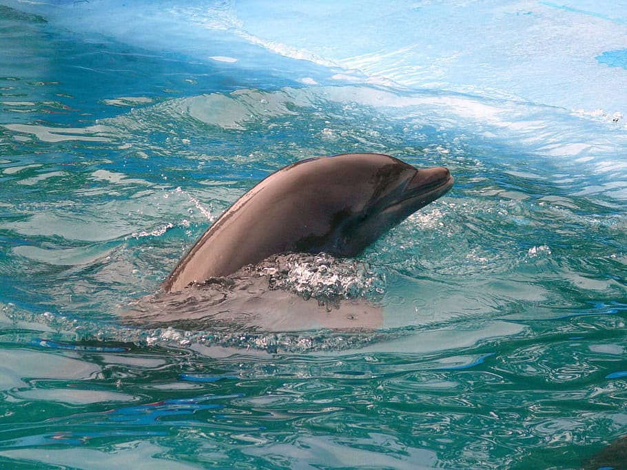 black dolphin photo, Pool, Dominican, Republic, exotic, country HD wallpaper