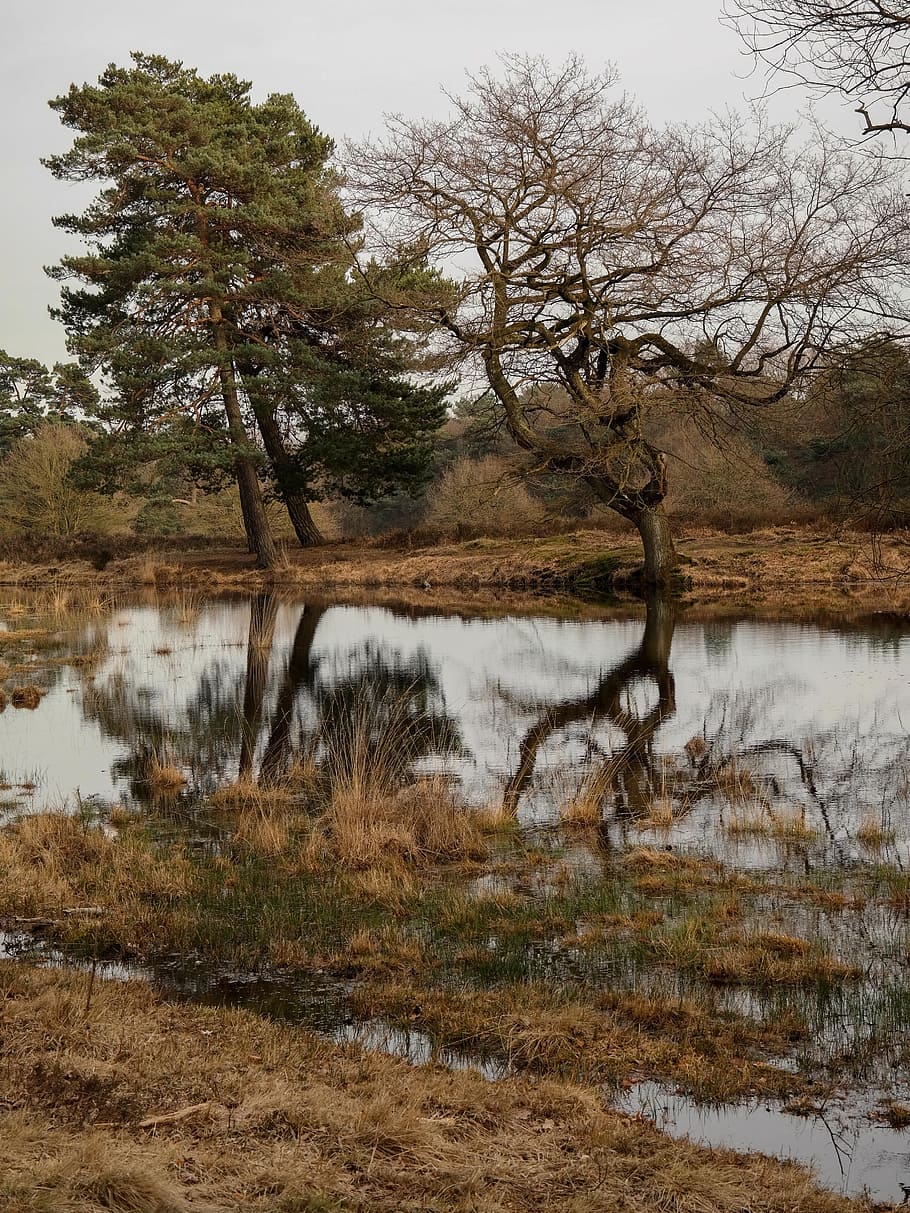 trees, mirroring, lake, pond, moor, water, wahner pagan, plant HD wallpaper