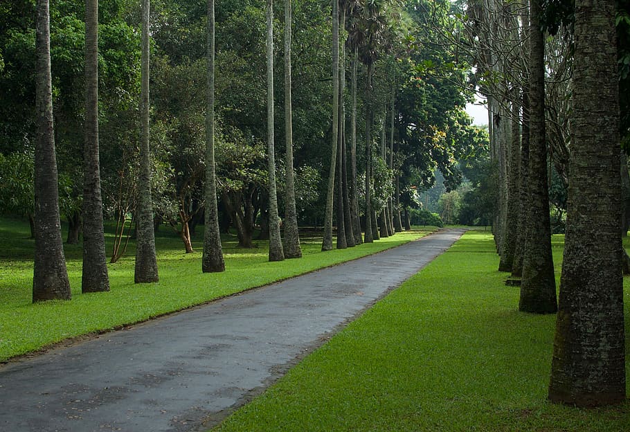 palm tree, road, nature, landscape, plant, green color, growth HD wallpaper