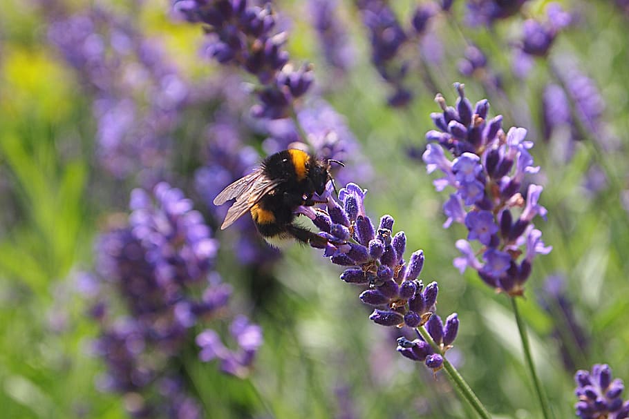 brown and yellow bee perching on purple flower, lavender, bumblebee HD wallpaper