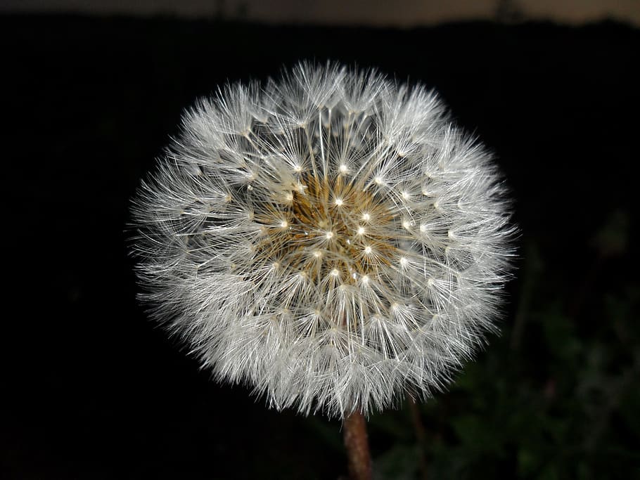 flower, dandelion, nature, fragility, vulnerability, flowering plant HD wallpaper