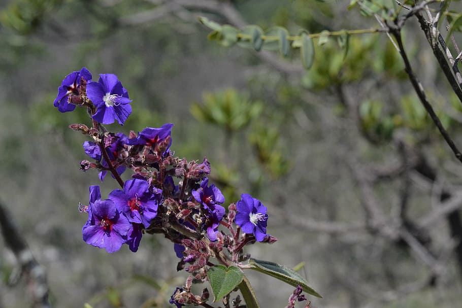flower, nature, spring, blue, flowering plant, fragility, vulnerability HD wallpaper