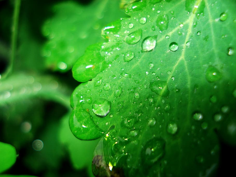 spring, dew, drop, water drops, natural, rain drops, after rain HD wallpaper
