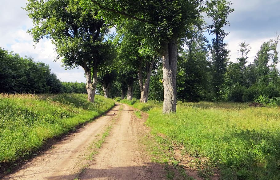 Trail, Cycle Path, Nature, lane, landscape, trees, go for a walk HD wallpaper