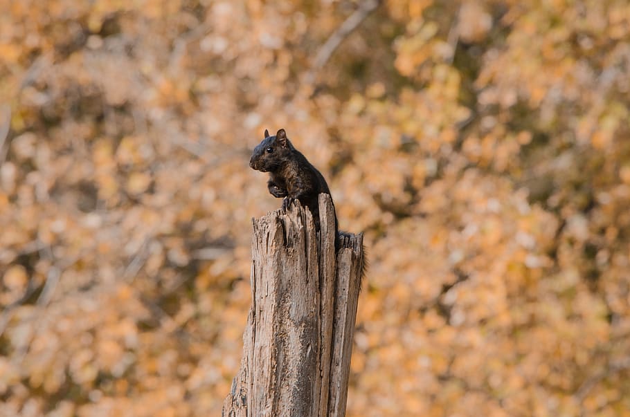 squirrel, park, animal, one animal, animal themes, animal wildlife HD wallpaper