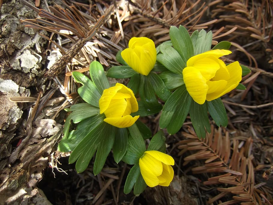 spring, winterling, yellow, early bloomer, harbinger of spring HD wallpaper