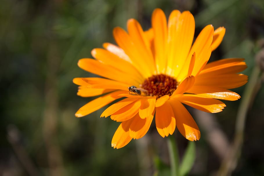Orange, Insect, Fly, Flower, Plant, Wing, animal, nature, petal HD wallpaper