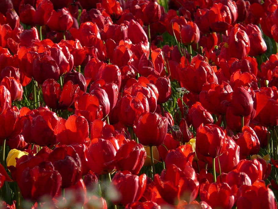 Tulip, Field, Tulips, Strong, tulip field, red, farbenpracht, HD wallpaper