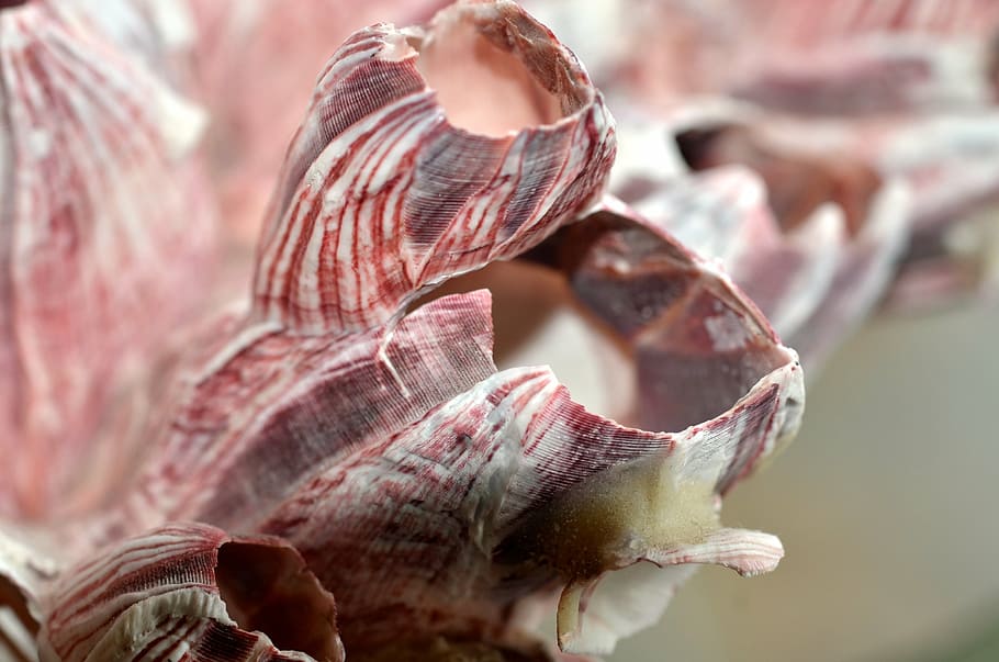 shell, coral, pink, sea, ocean, crustacean, decoration, mollusk HD wallpaper