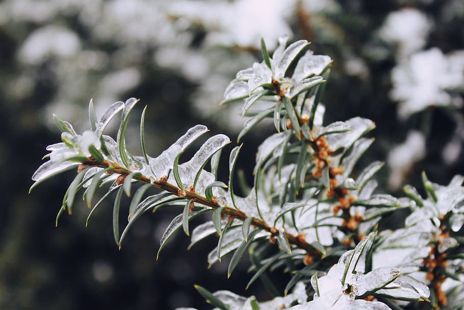 conifer, needles, tree, branch, nature, forest, green, snow HD wallpaper