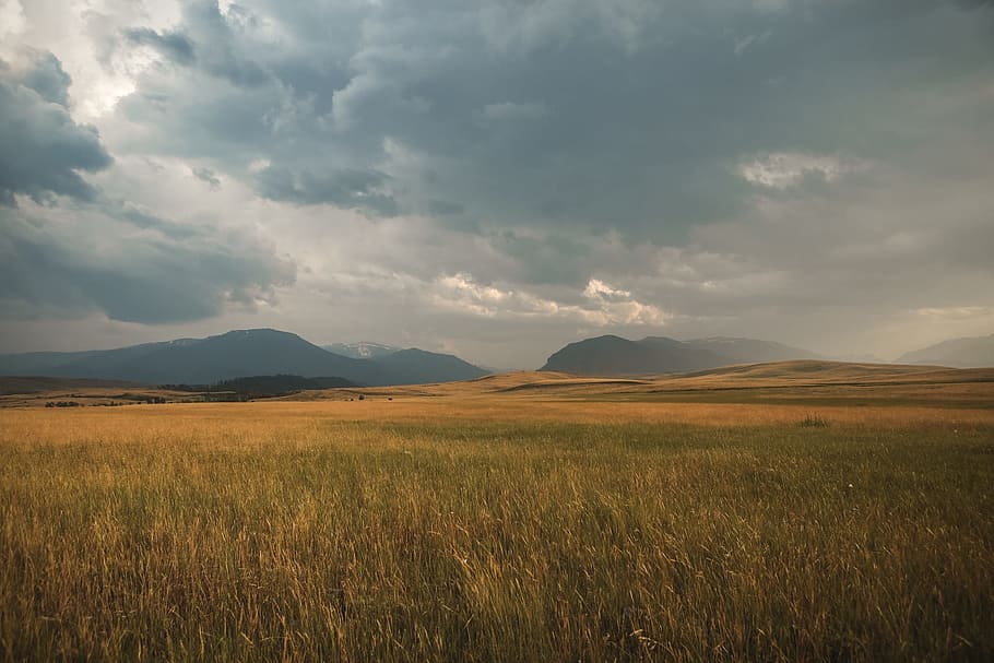 green rice fields, landscape, storm, clouds, cloudy, grass HD wallpaper
