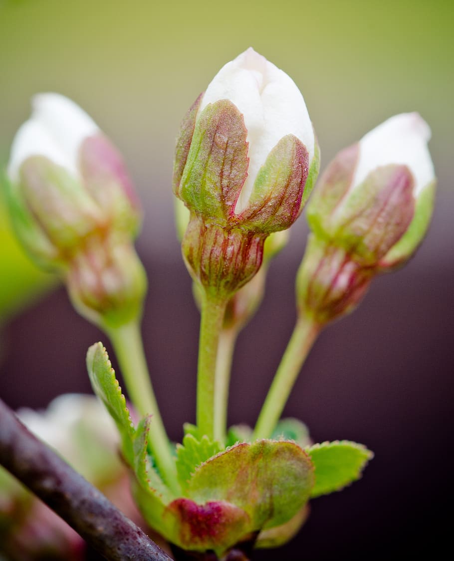 bud, cherry, flower buds, blossom, bloom, branch, flowering twig HD wallpaper