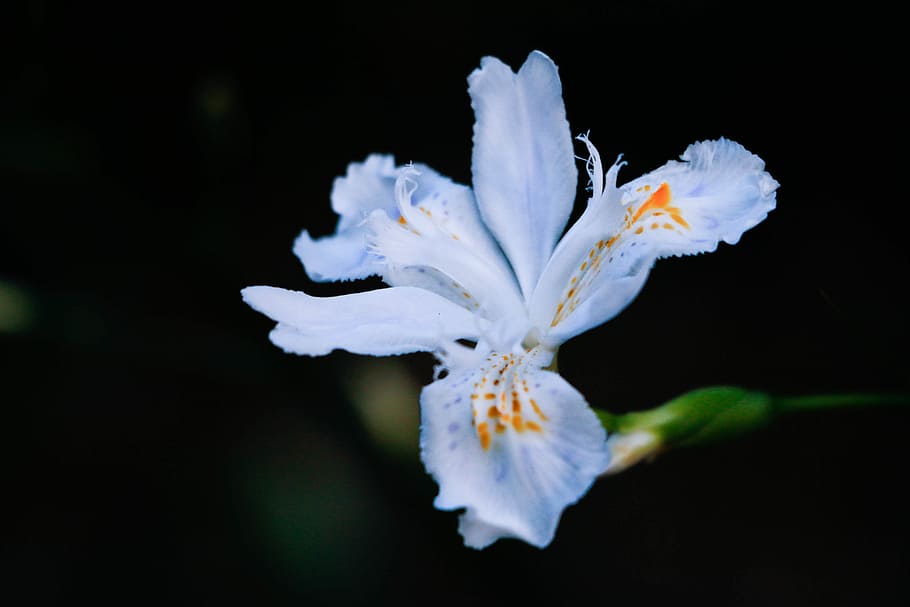 Flower, Night, Dark, black background, petal, fragility, flower head HD wallpaper