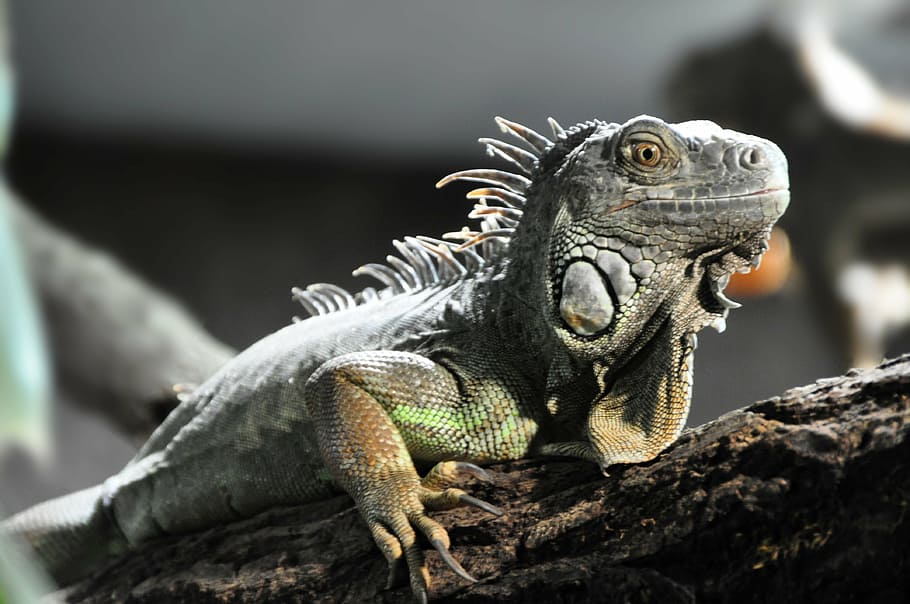 lizard, reptile, grey, comb, animal, animal themes, animal wildlife HD wallpaper