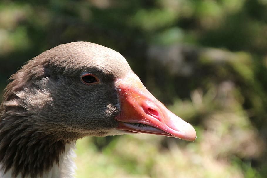 goose, bill, poultry, bird, animal themes, one animal, animals in the wild HD wallpaper