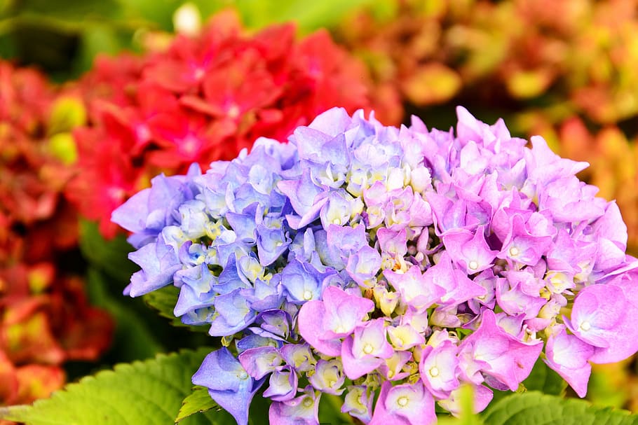 hydrangea, flower, plant, colored, flowering plant, vulnerability HD wallpaper