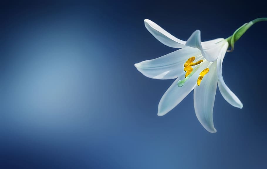 white lily closeup photo, flower, lilium candidum, madonna lily, HD wallpaper