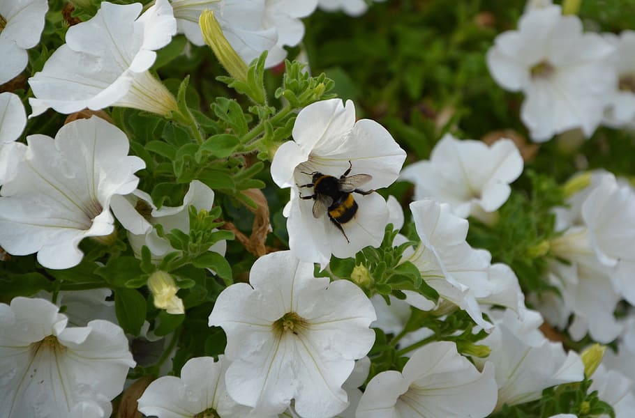 petunia, white flowers, bourdon, forage, summer flowers, nature, HD wallpaper