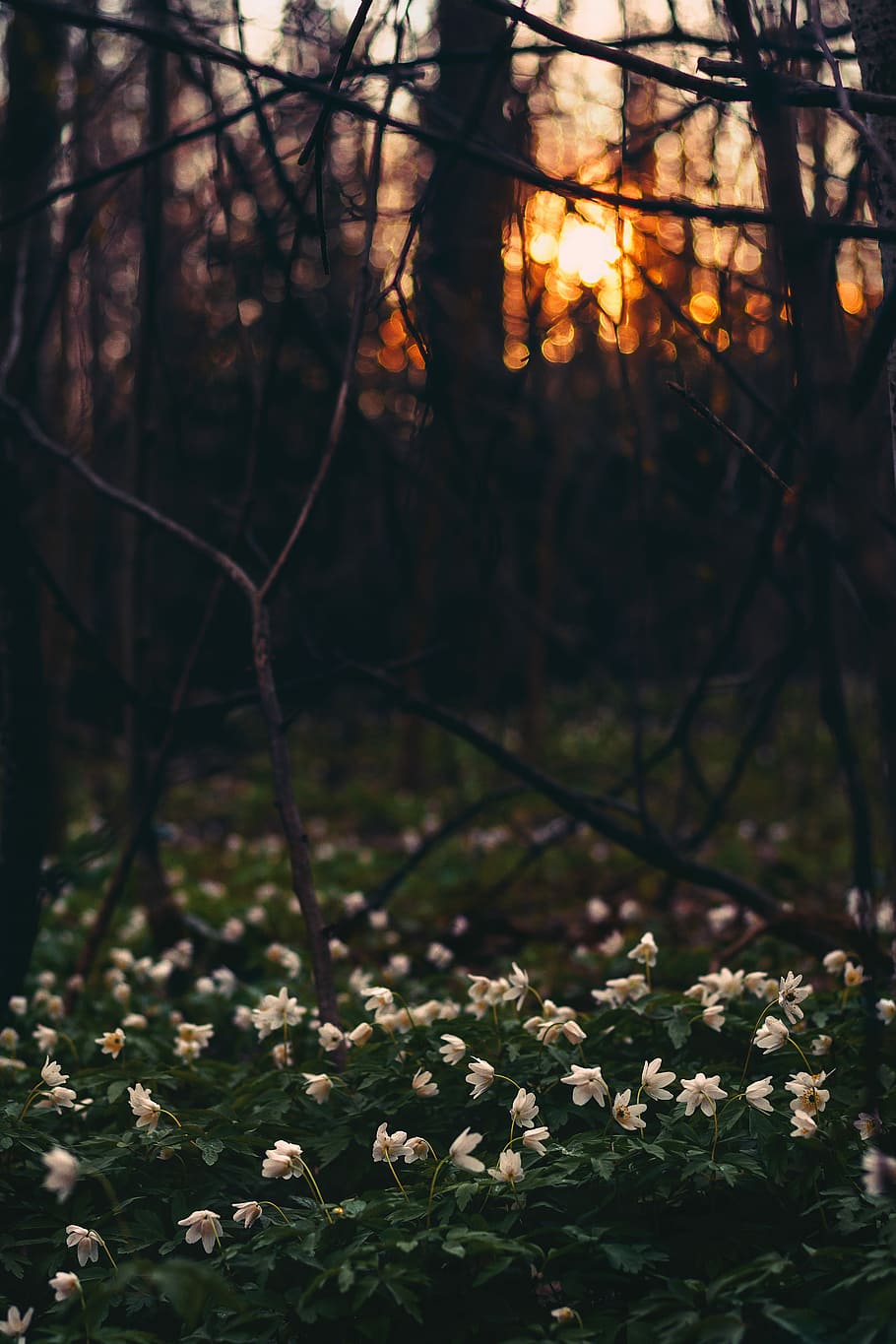 selective focus photography of white petaled flowers in bloom, white petaled flowers under withered trees HD wallpaper