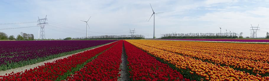 tulips, bulbs, spring, holland, tulip fields, flower, netherlands HD wallpaper