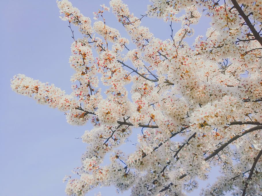 cherry blossom, spring, flowers, plant, tree, low angle view HD wallpaper