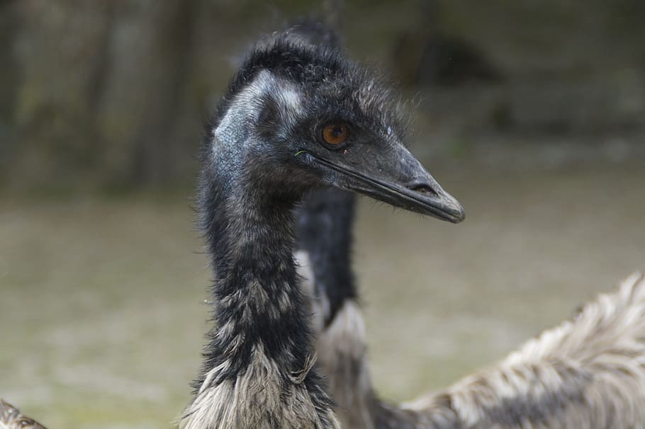 Emu, Flightless Bird, Bird, Bird, Head, Animal, flightless laufvogel HD wallpaper