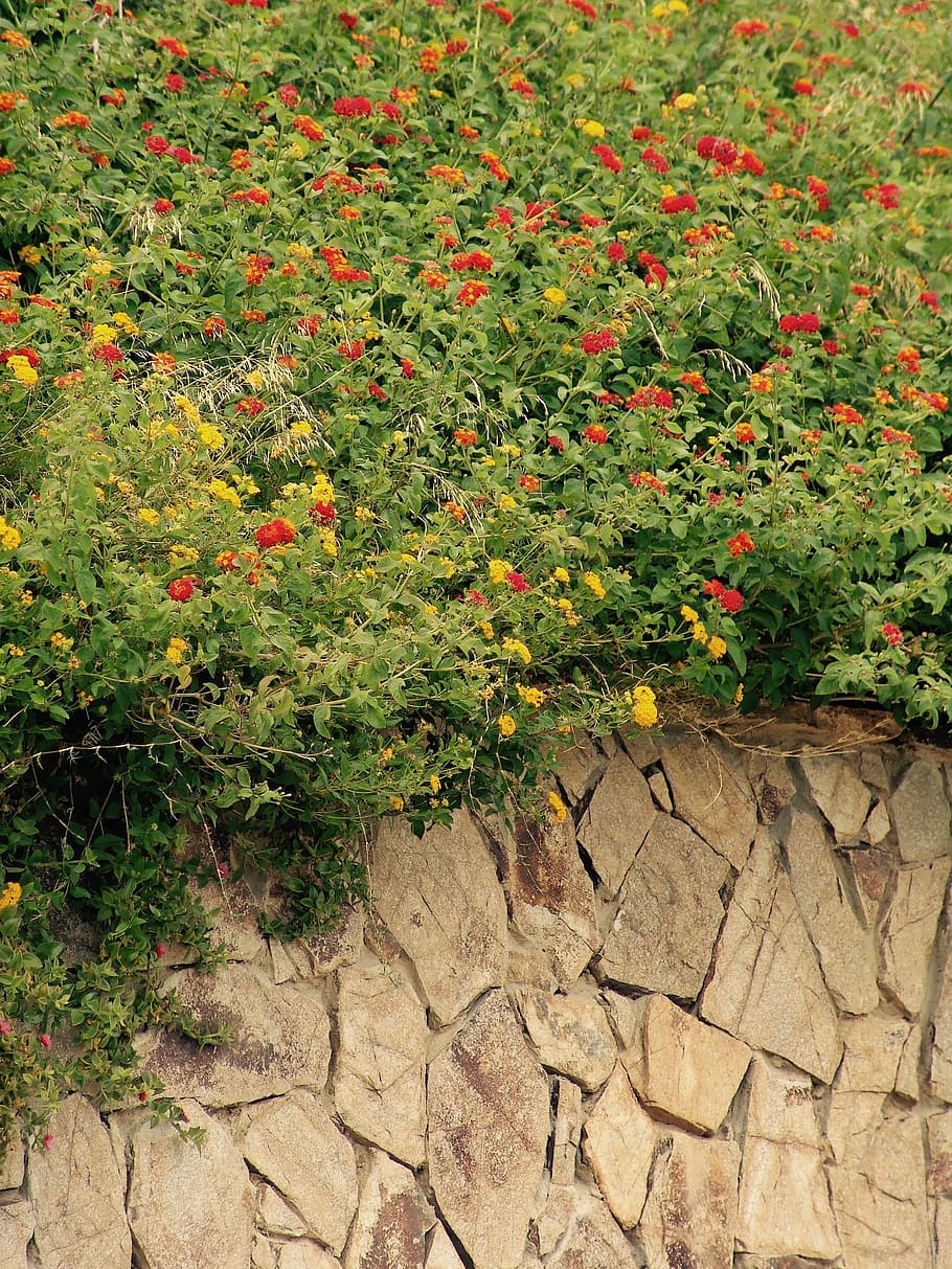 flowers, wall, red, green, summer, hemikryptophyt, wallflower HD wallpaper