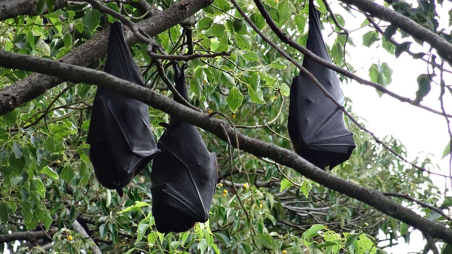 Hd Wallpaper Nature Tree Hanging Leaf Wood Bats Flying