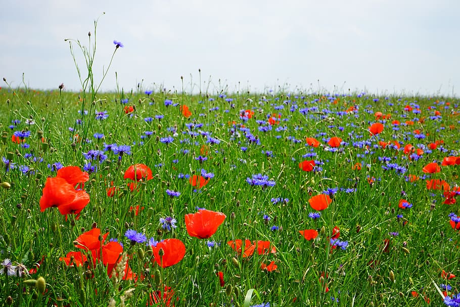 red poppy flower and purple cornflower field, field of poppies, HD wallpaper