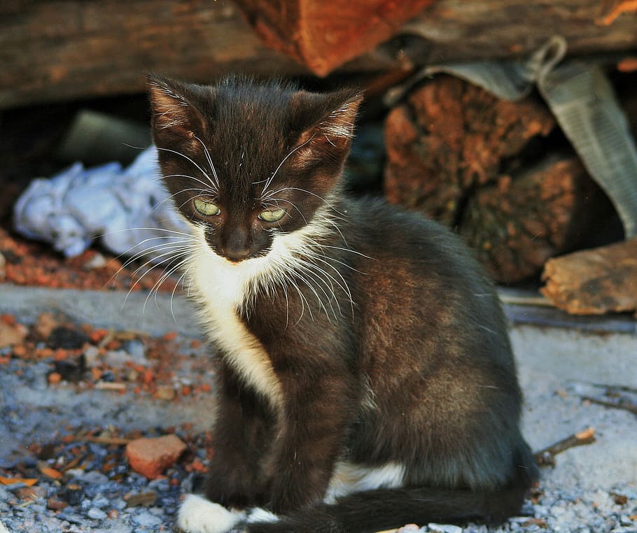 tuxido kitten near log, small, cat, black, white, timid, cute HD wallpaper