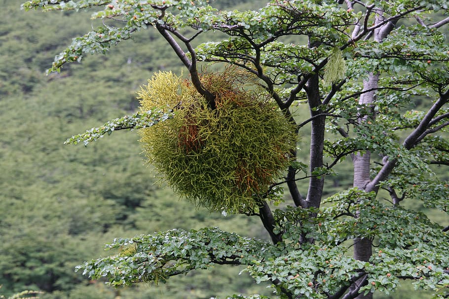 mistletoe, lichen, australia, plant, growth, tree, beauty in nature HD wallpaper