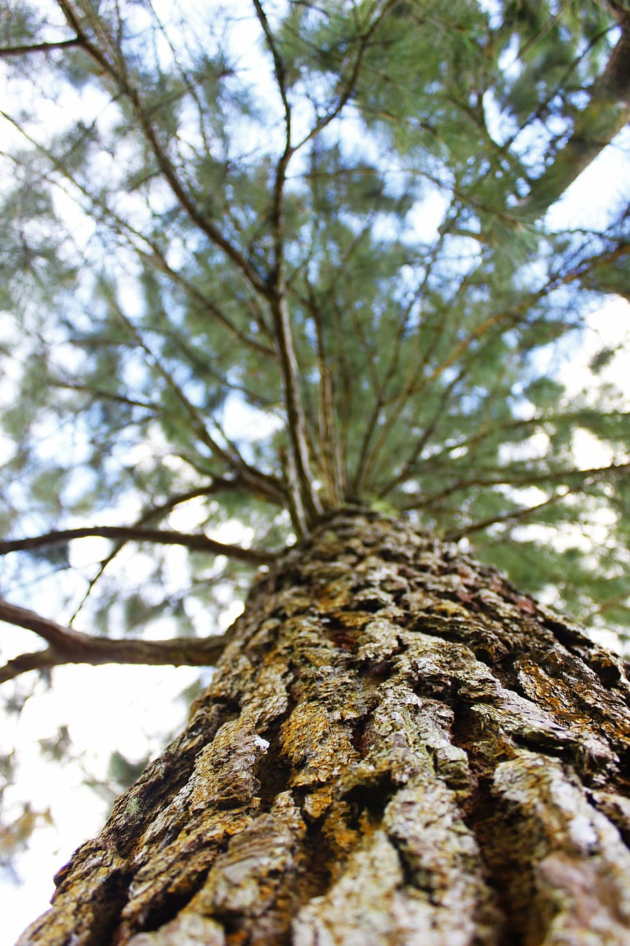trees, nature, environment, tree trunk, tree bark, forest, plant HD wallpaper
