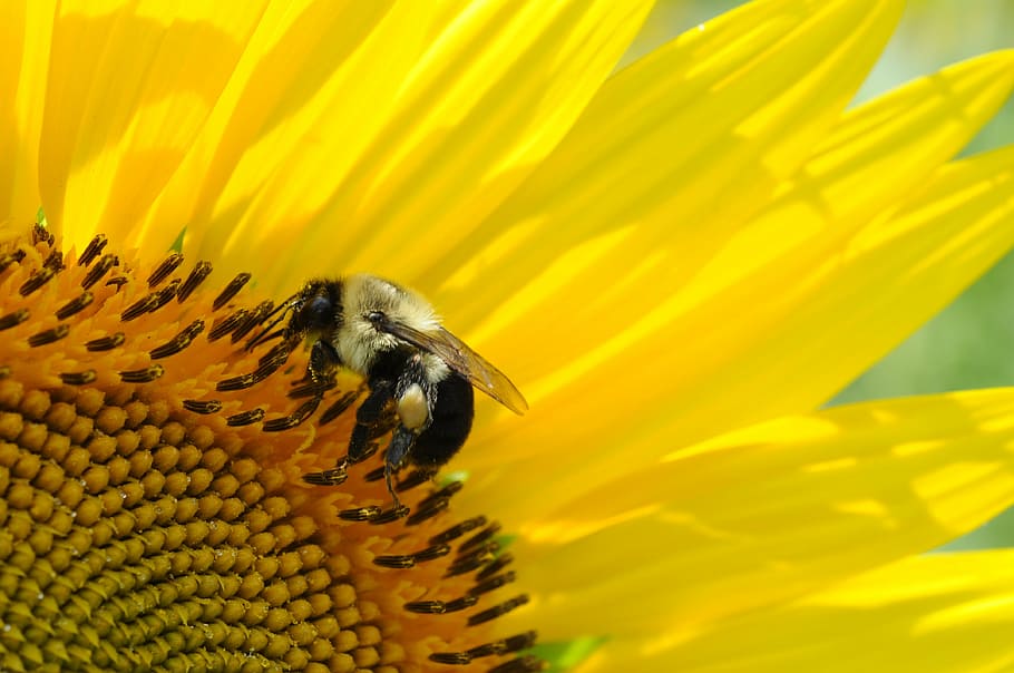 bee on top of sunflower, macro, nature, insect, yellow, garden HD wallpaper