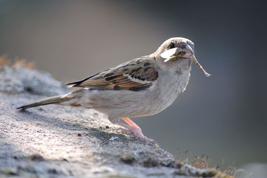 Bird, Sparrow, Close, Nature, house sparrow, animal portrait HD wallpaper