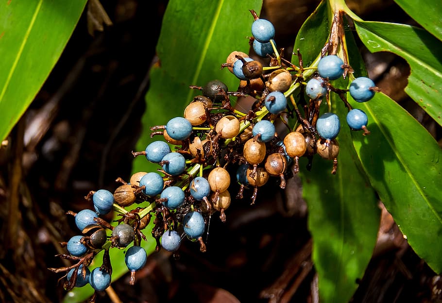 native ginger, berries, fruit, blue, brown, leaves, green, rainforest HD wallpaper